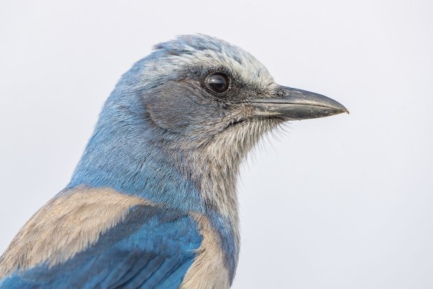 The East Loop Trail in Jonathan Dickinson State Park is a 9.8-mile trail that offers an opportunity to see endangered scrub jays and endangered turtles.